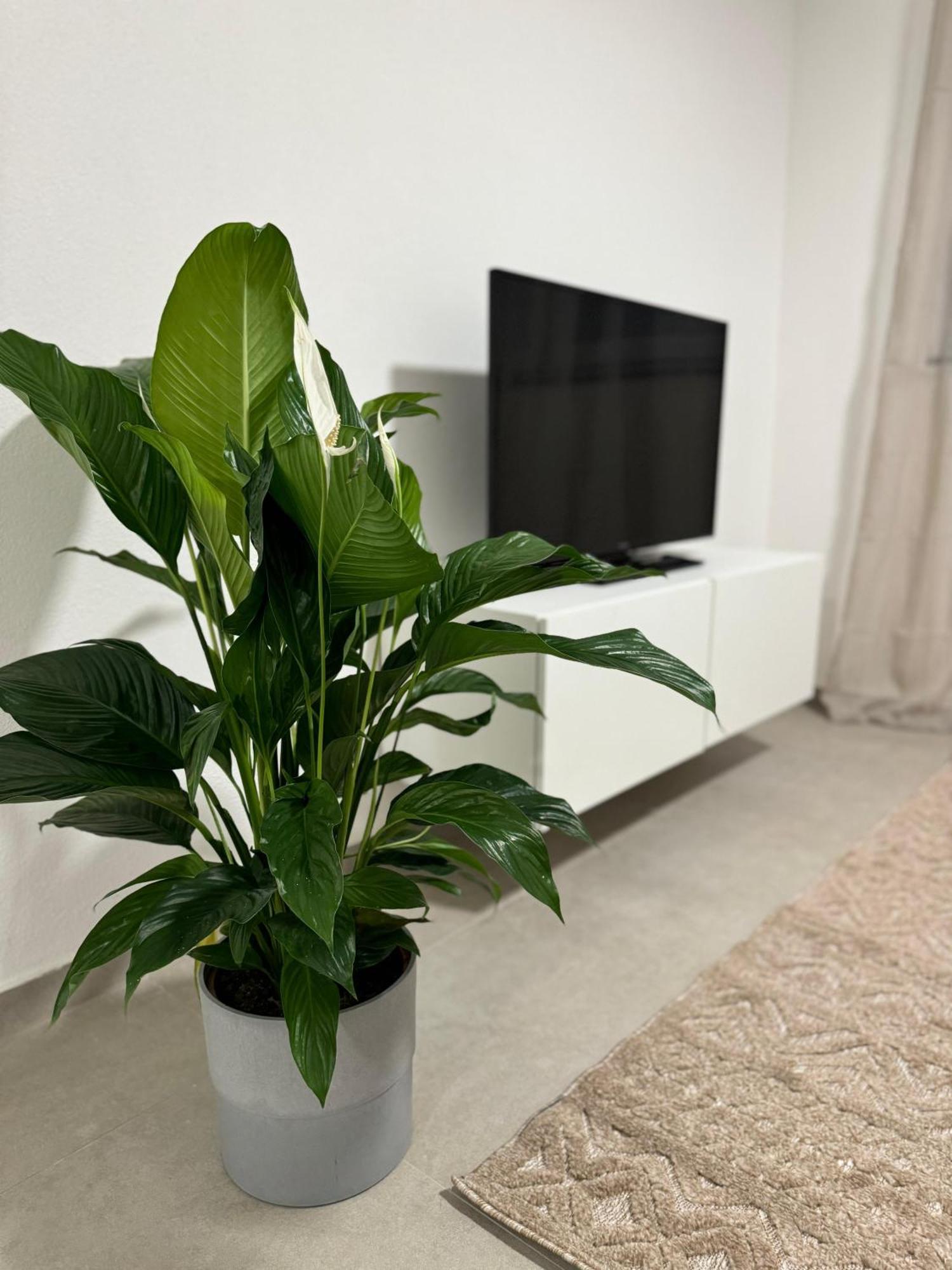 Apartment Residenz , Europa-park - Rulantica